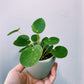 Pilea Peperomioides - Chinese Money Plant