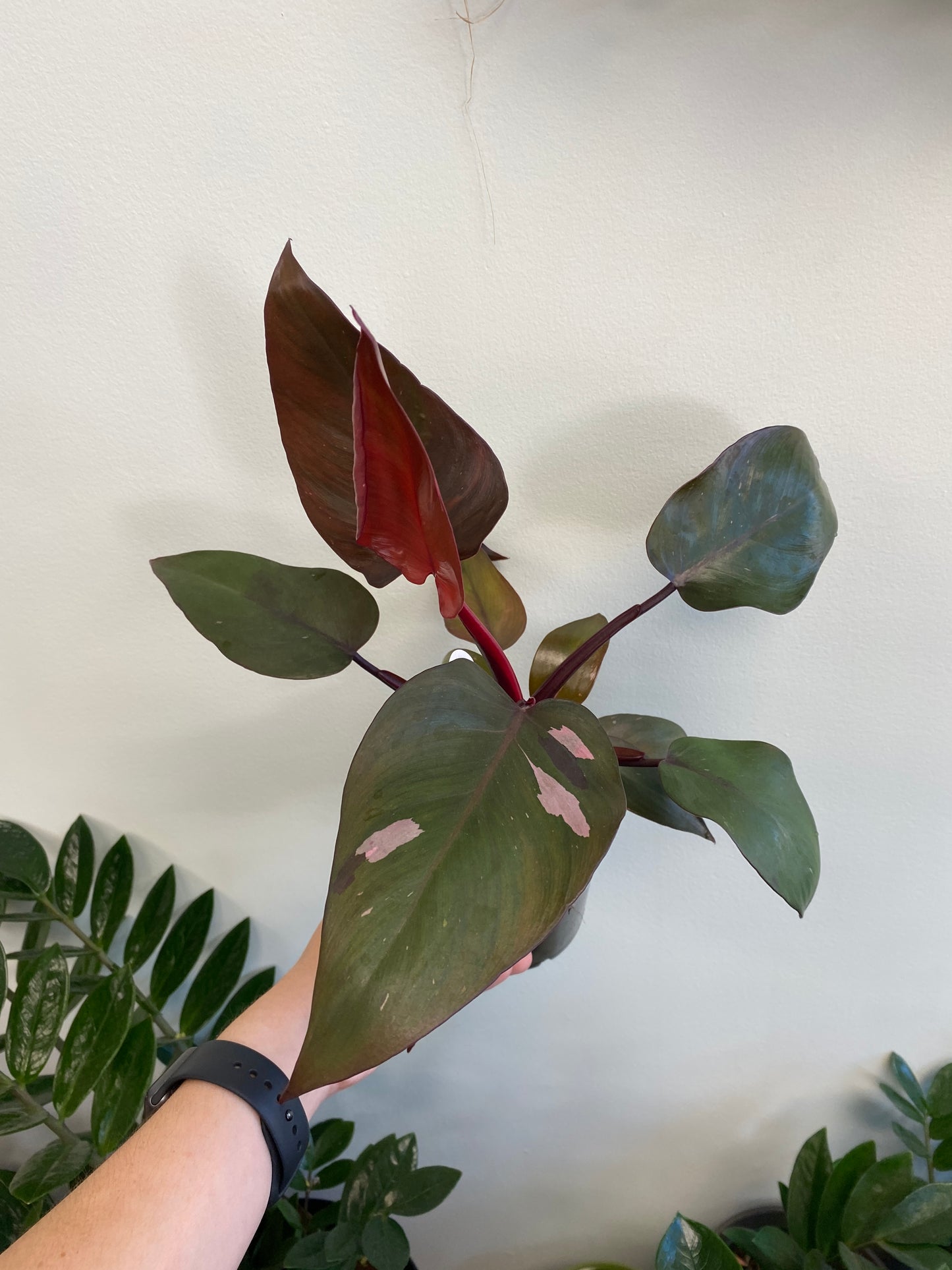 Philodendron ‘Pink Princess’