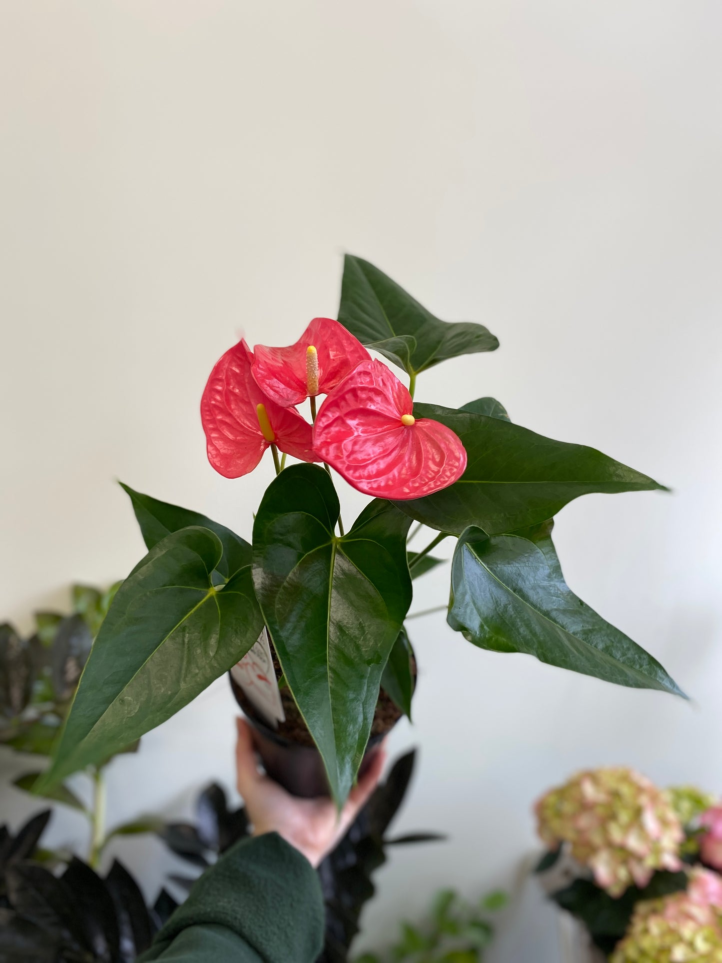 Anthurium