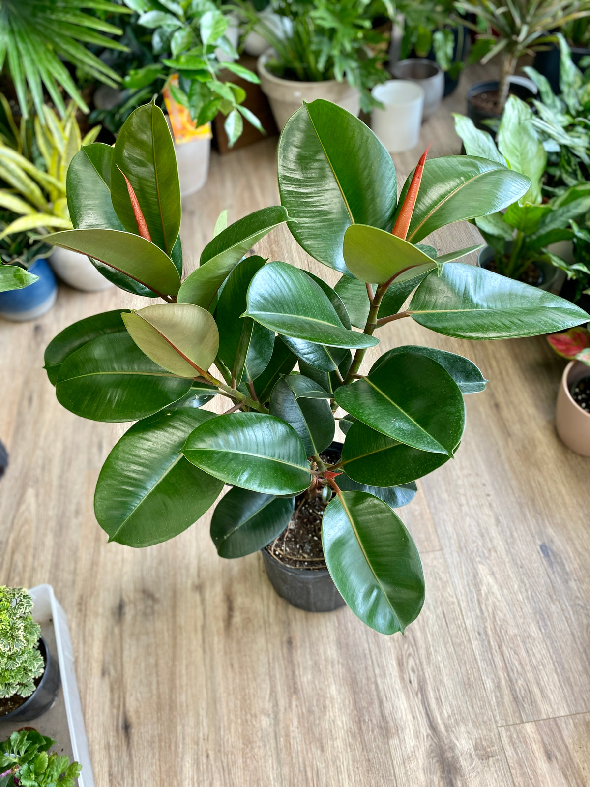 Ficus elastica ‘Robusta’ - Rubber plant