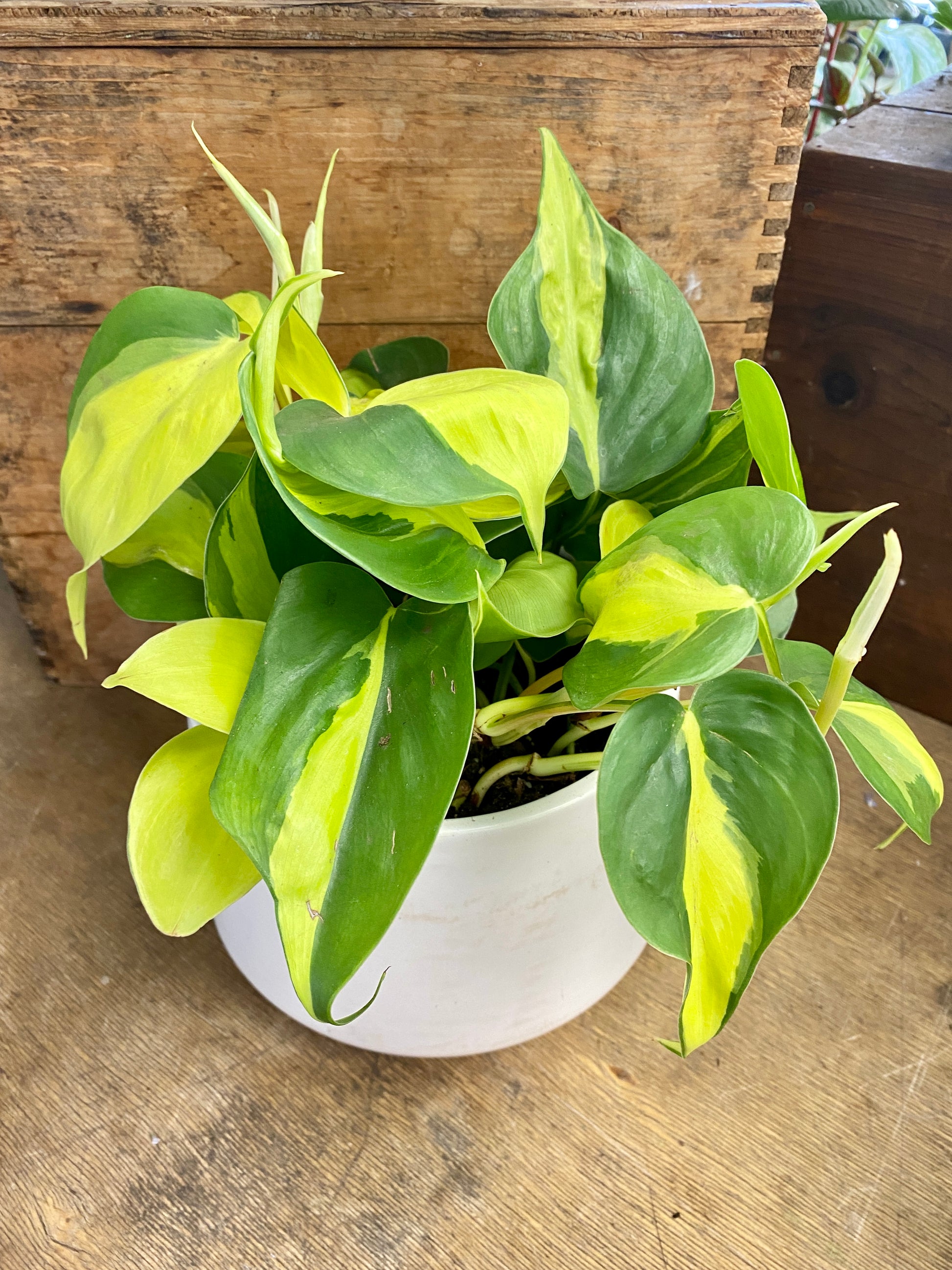 brazilian heartleaf philodendron Philodendron scandens 'Brazil'
