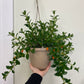 Nematanthus - Goldfish Plant