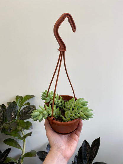 Sedum morganianum - Burro’s Tail