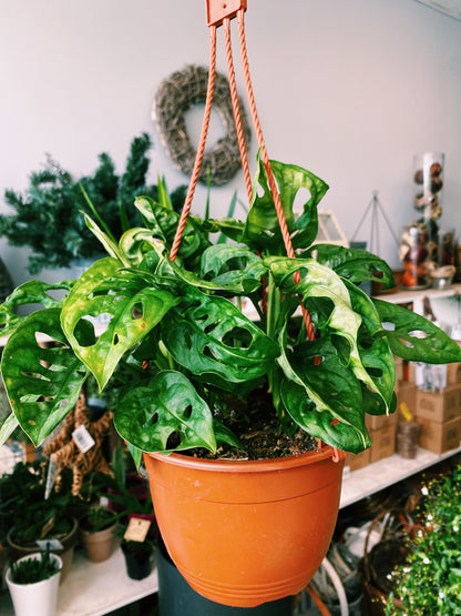 Monstera adansonii - Swiss Cheese Plant