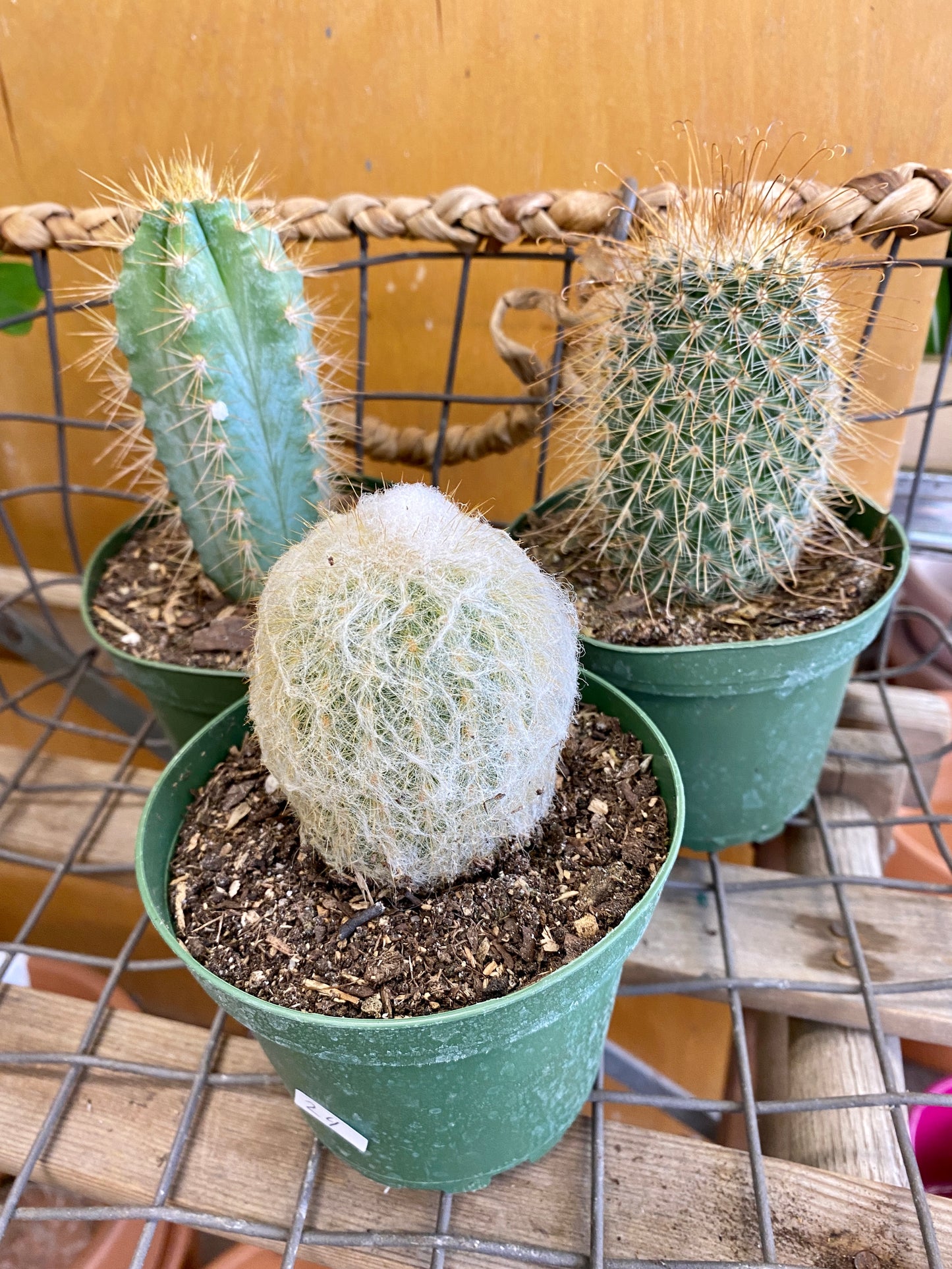 Cactus (Assorted)