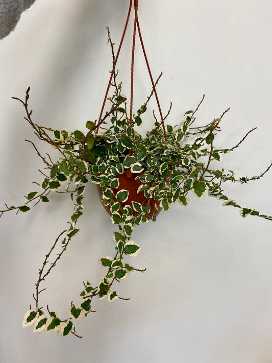 Ficus repens - Creeping Fig Variegated