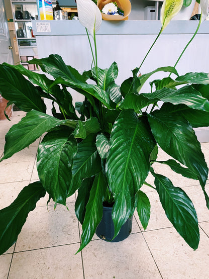 Spathiphyllum wallisii - Peace Lily
