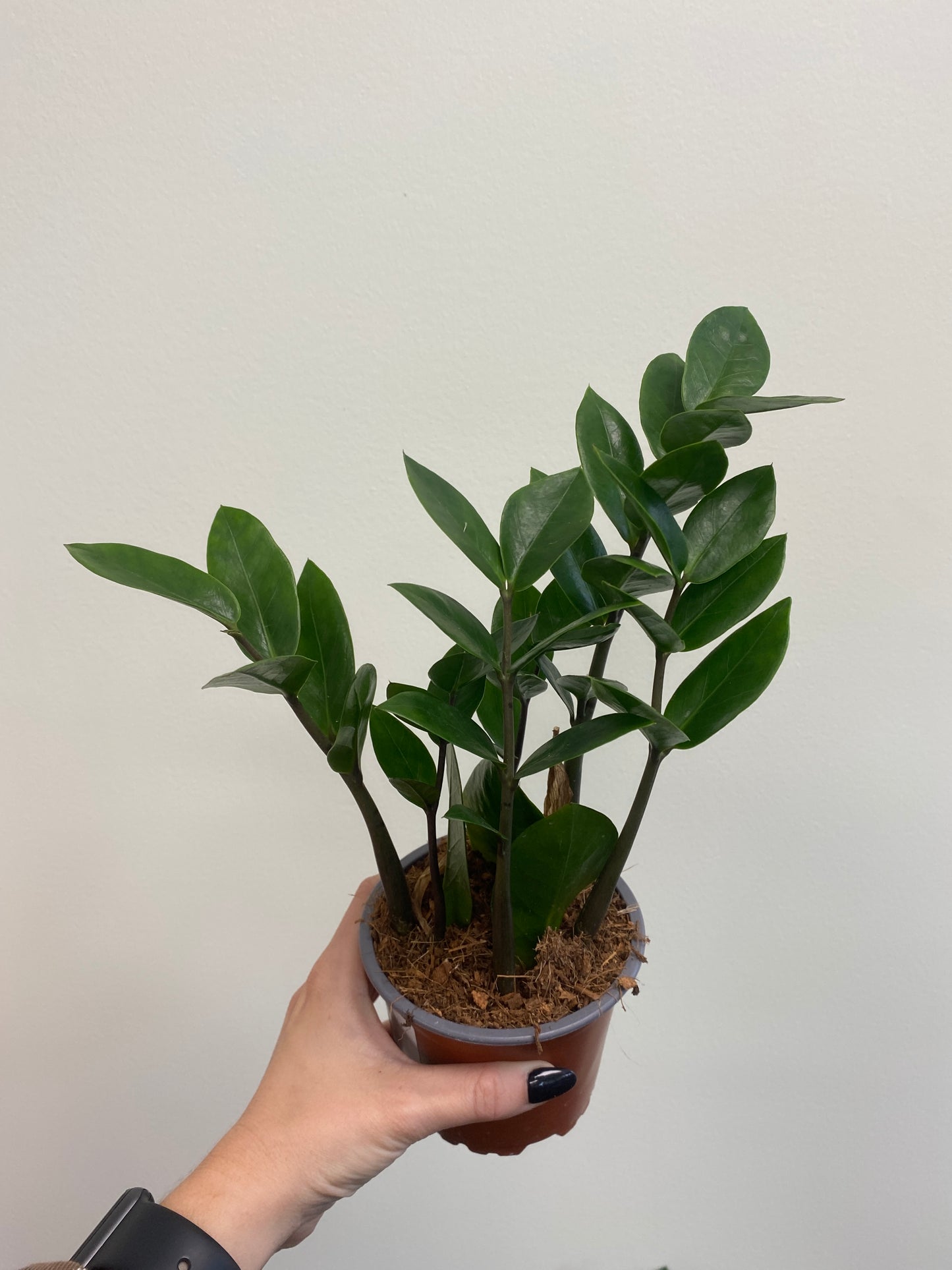 Zamioculcas zamiifolia - ZZ Plant