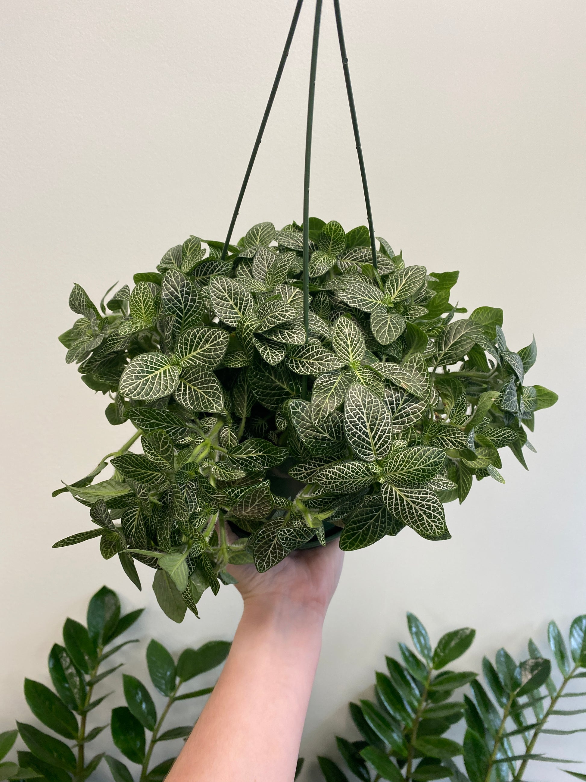mosaic plant indoor Fittonia albivenis