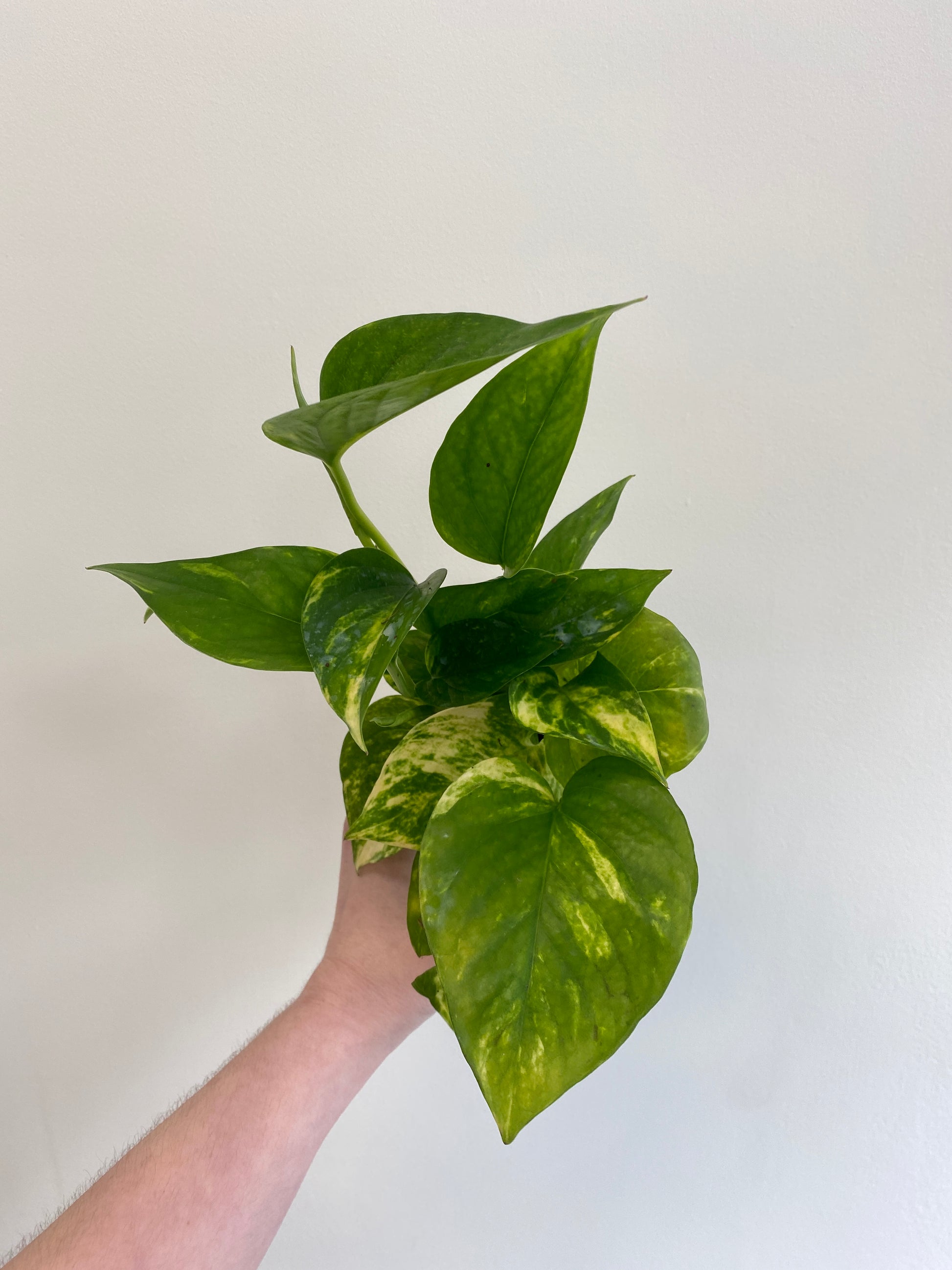 golden pothos wild Epipremnum aureum