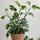 Rhaphidophora tetrasperma - Mini Monstera/Ginny Monstera