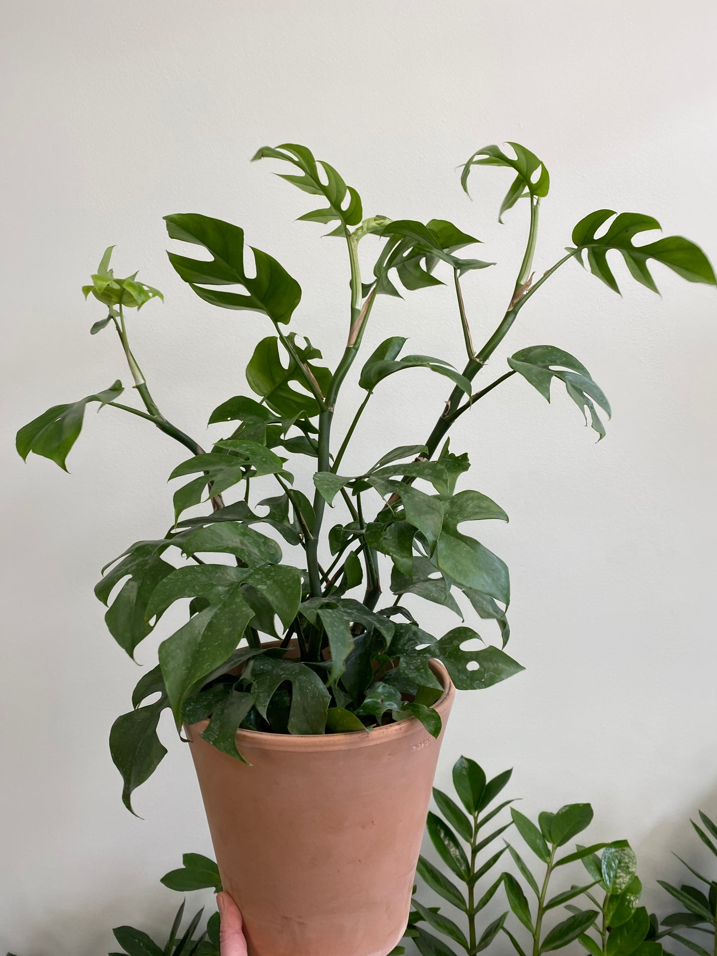 Rhaphidophora tetrasperma - Mini Monstera/Ginny Monstera