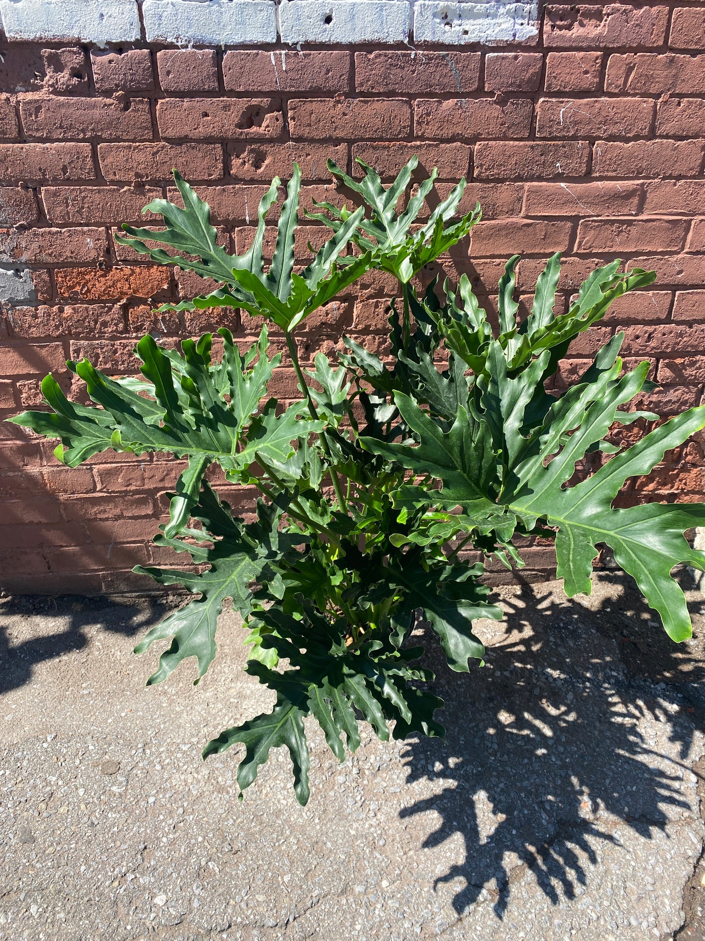 Thaumatophyllum bipinnatifidum - Hope Selloum