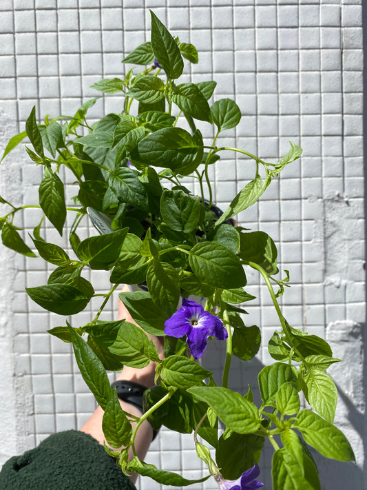 Browallia 'Endless Illumination' - Bush Violet