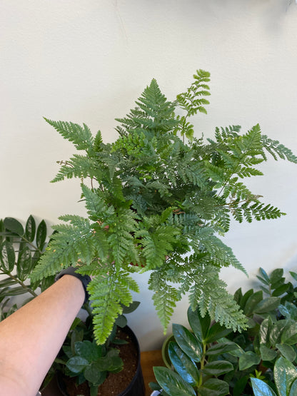 Davallia fejeensis - Rabbit's Foot Fern