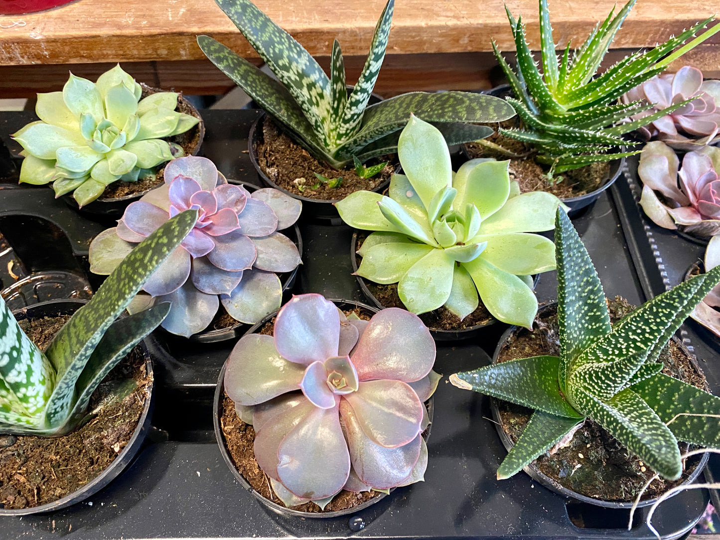 Succulents (Assorted)