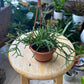Rhipsalis baccifera - Mistletoe Cactus