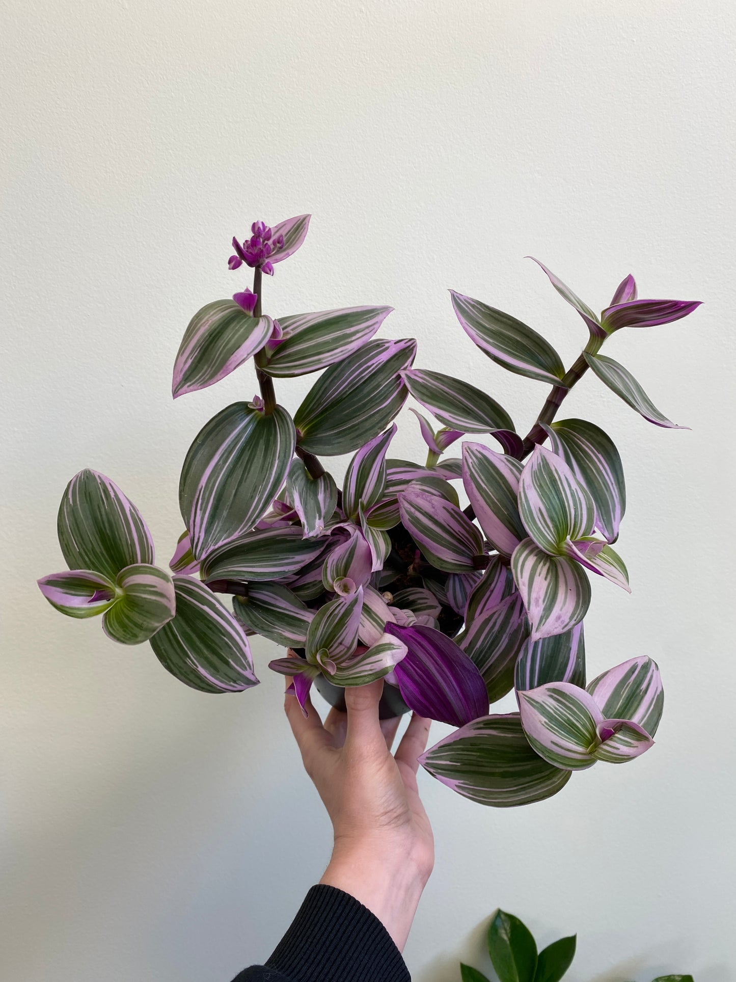 Tradescantia albiflora 'Nanouk'/"Bubble Gum"