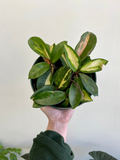 Hoya carnosa variegata 'Tricolor'