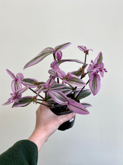 Tradescantia albiflora 'Nanouk'/"Bubble Gum"