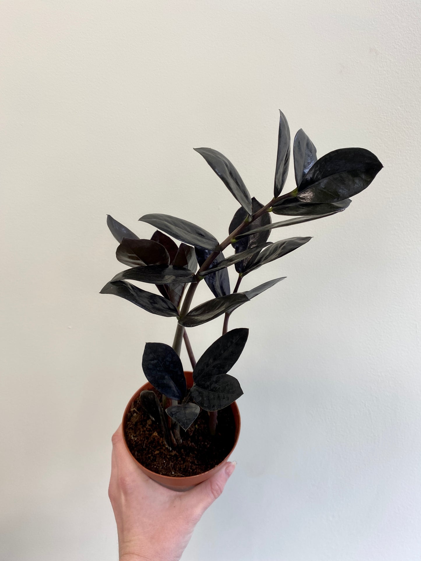 ZZ - Zamioculcas Zamiifolia 'Black'