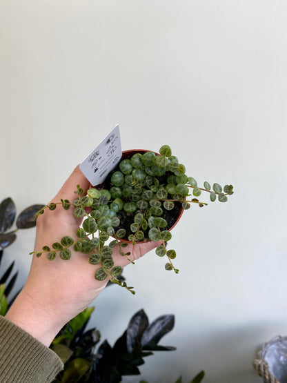 Peperomia prostrata - String of Turtles