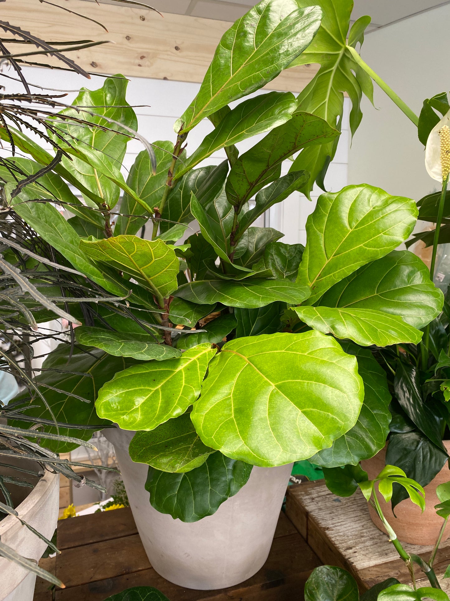 Fiddle-Leaf Fig Bush - Ficus lyrata