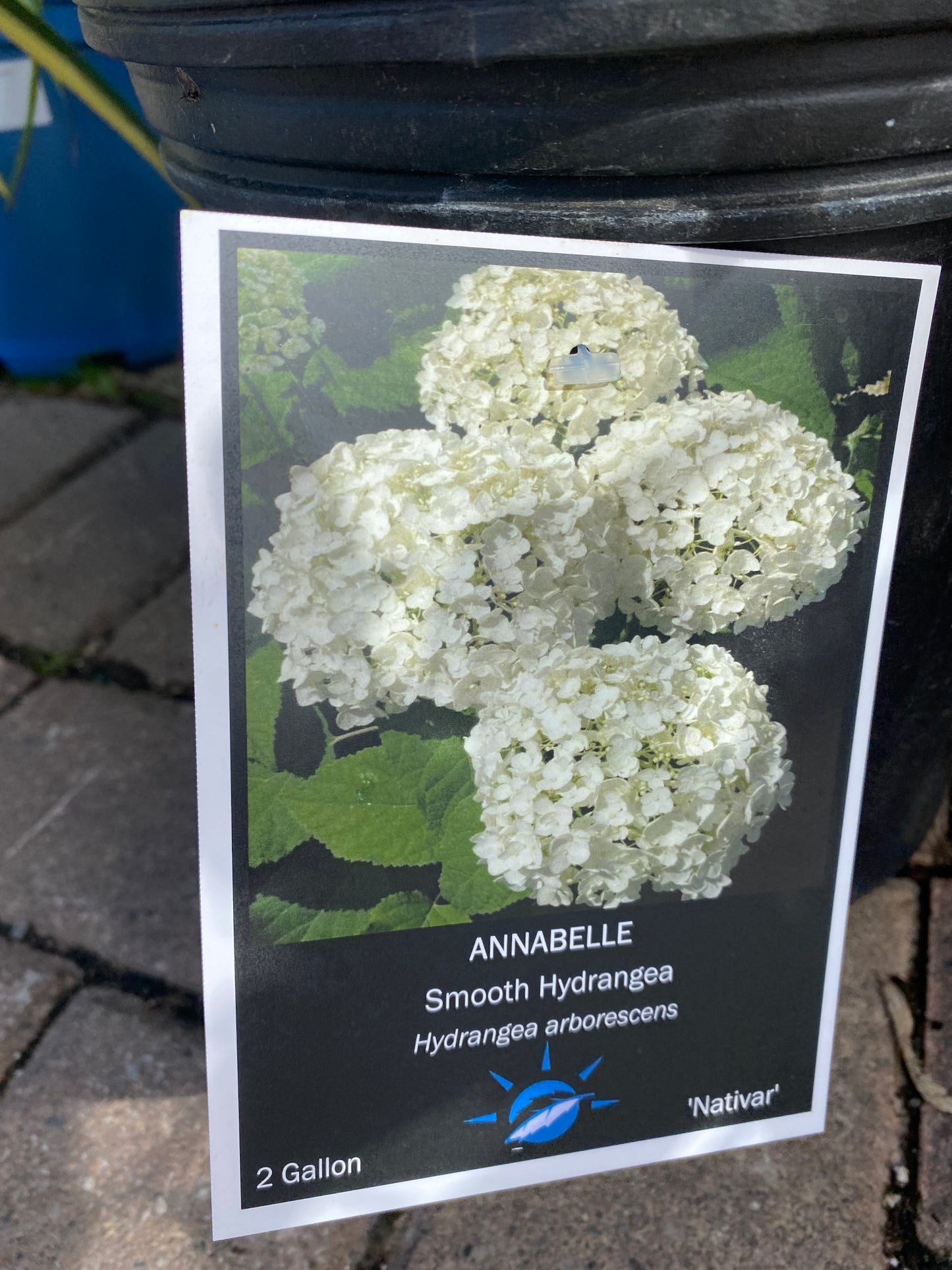 Hydrangea - Hydrangea arborescens 'Annabelle'