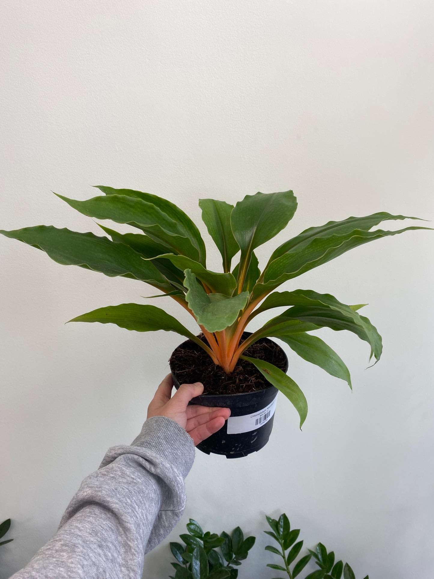 Chlorophytum amaniense 'Mandarin/Fire Flash'