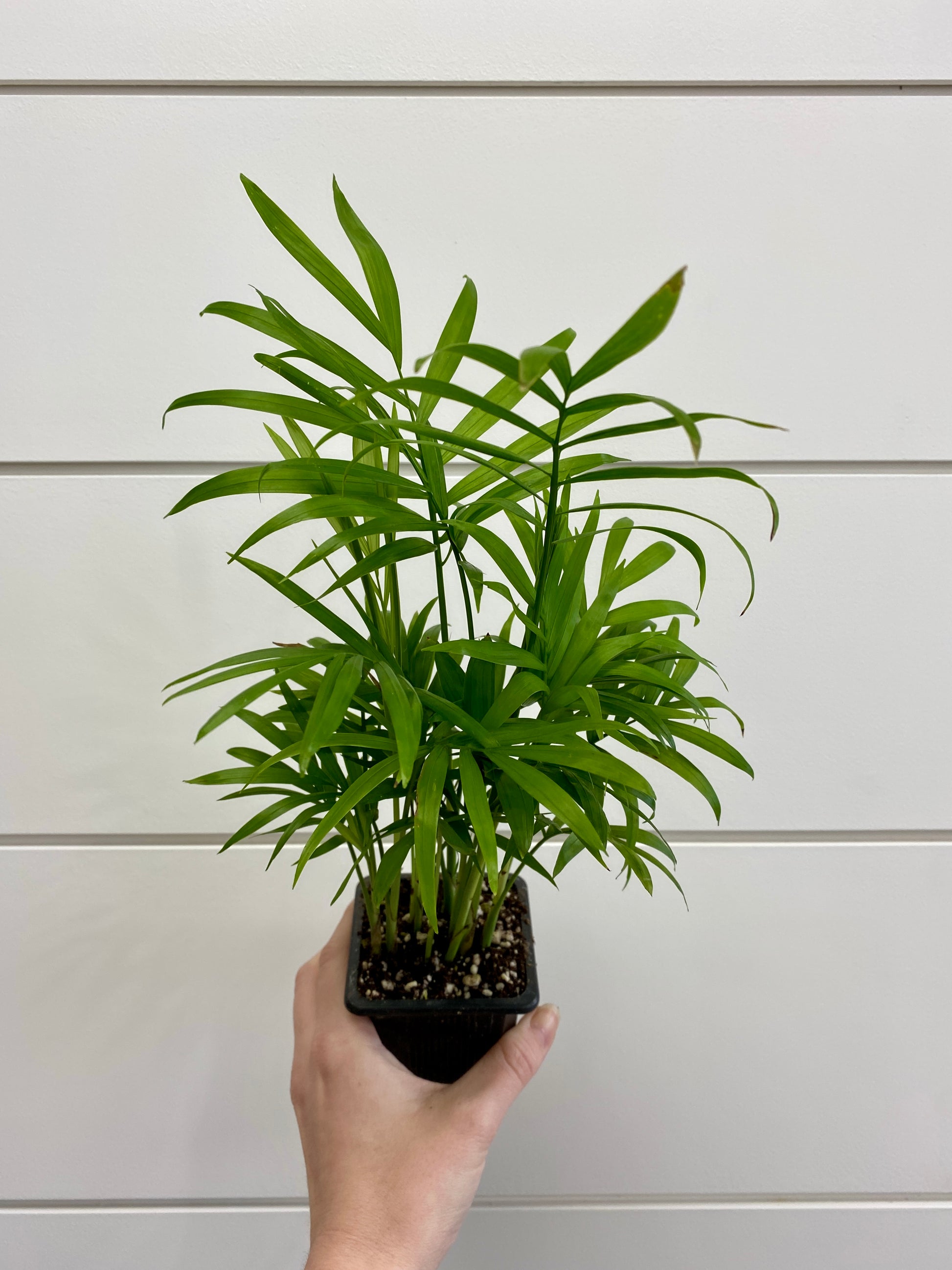 bella planta palmas Chamaedorea Elegans