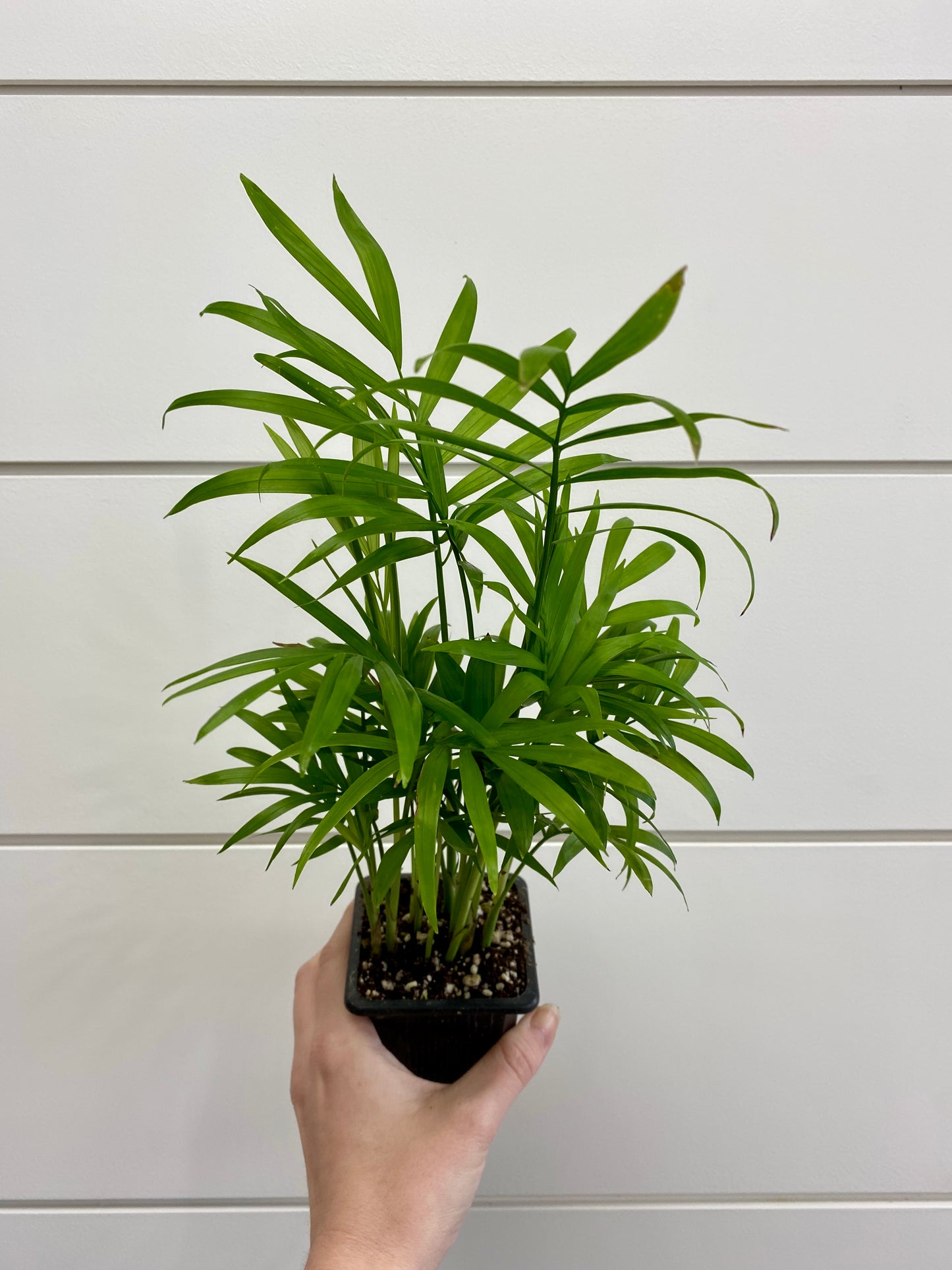Chamaedorea elegans - Neanthe/Bella Palm