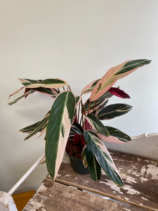 Stromanthe sanguinea ‘Triostar’