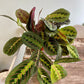 Maranta leuconeura - Prayer Plant