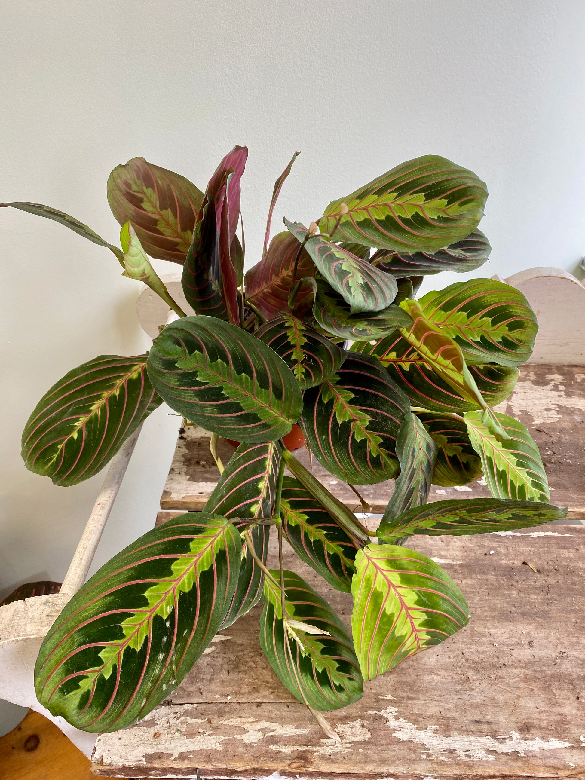 prayer plants in the wild Maranta leuconeura