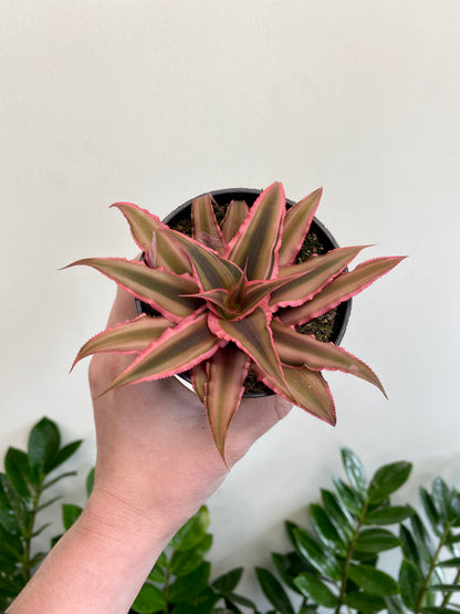 Cryptanthus bivittatus - Earth Star