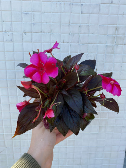New Guinea Impatiens mixed colors