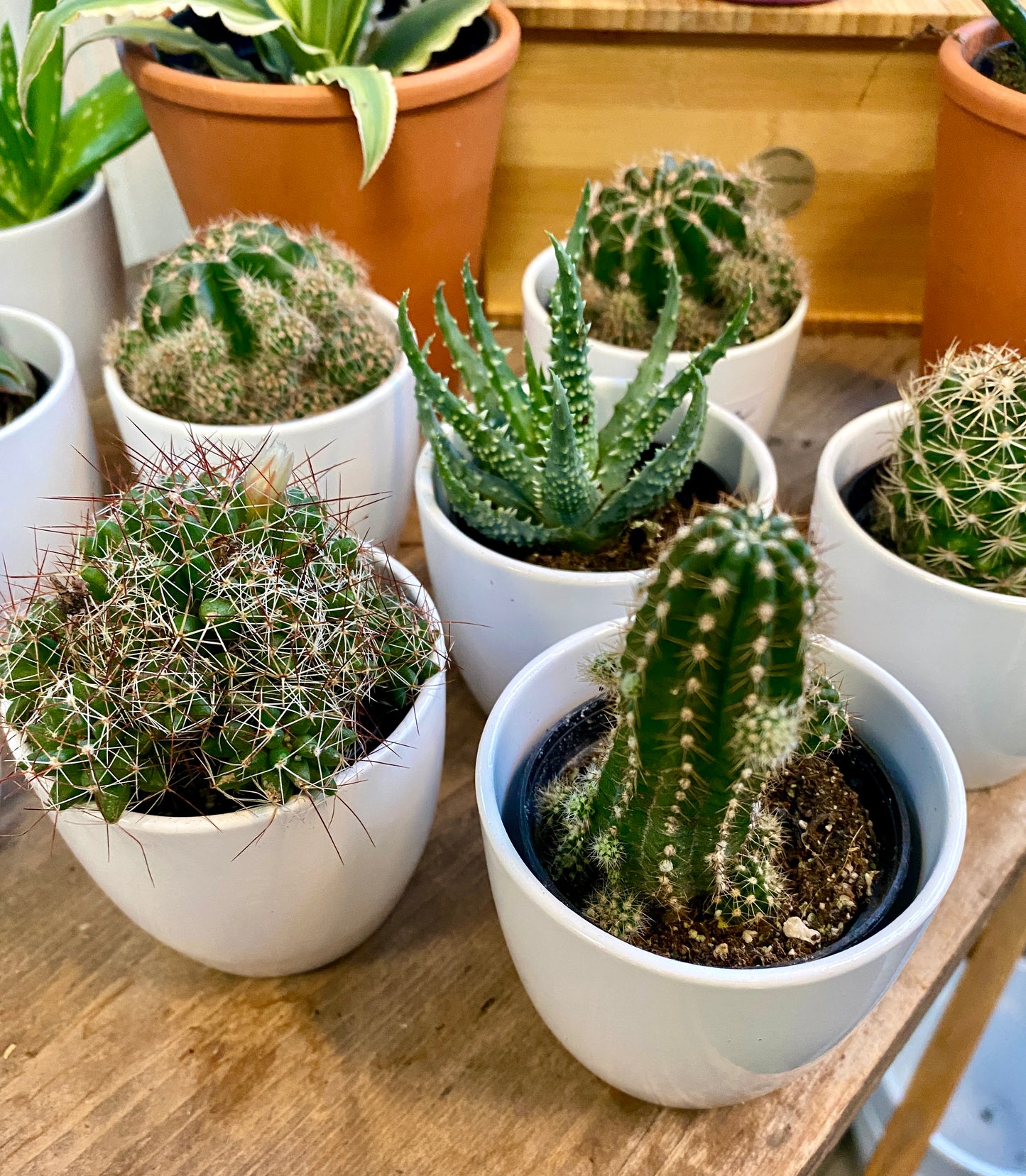 Cactus (Assorted)