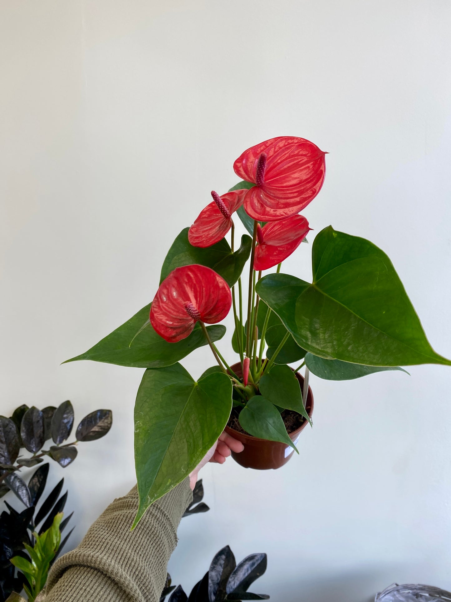 Anthurium