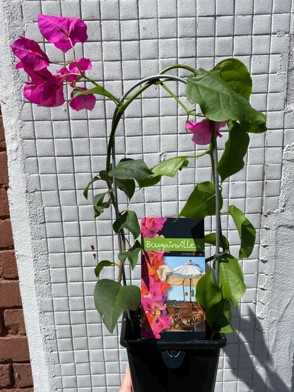 Bougainvillea