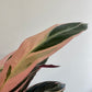 Stromanthe sanguinea ‘Triostar’