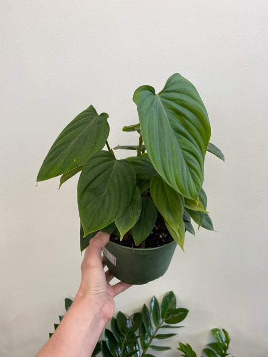 Philodendron sp. - Fuzzy Petiole