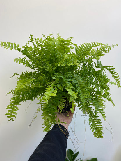 Nephrolepis exaltata - Boston Fern