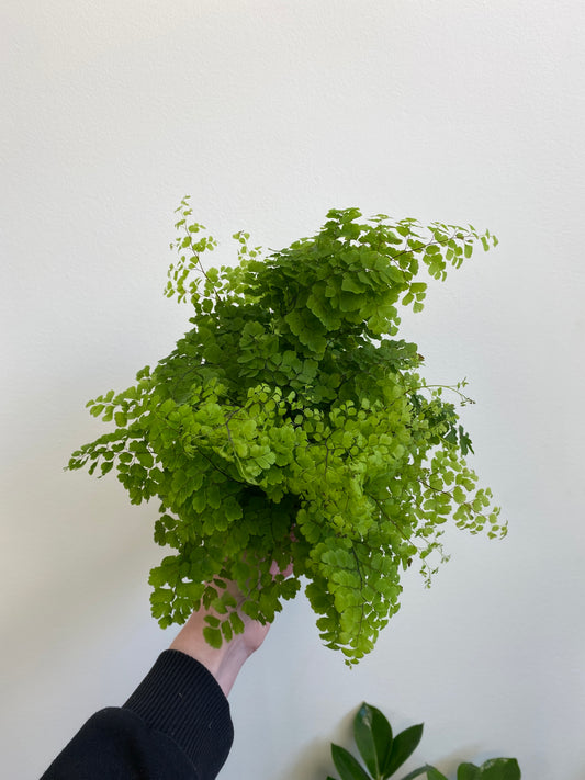 Maidenhair Fern