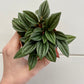 Peperomia caperata 'Rosso' - Radiator Plant