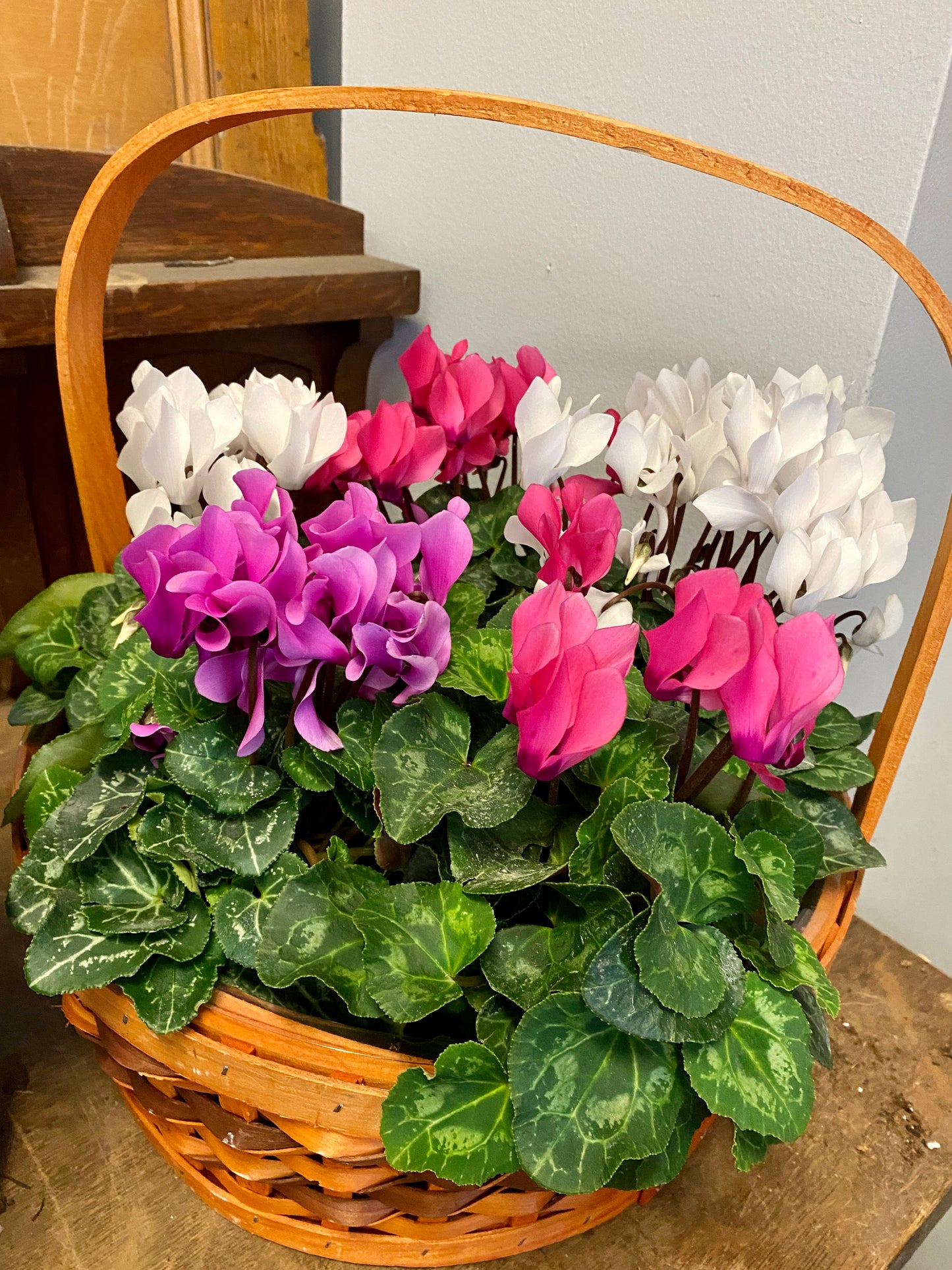 Cyclamen