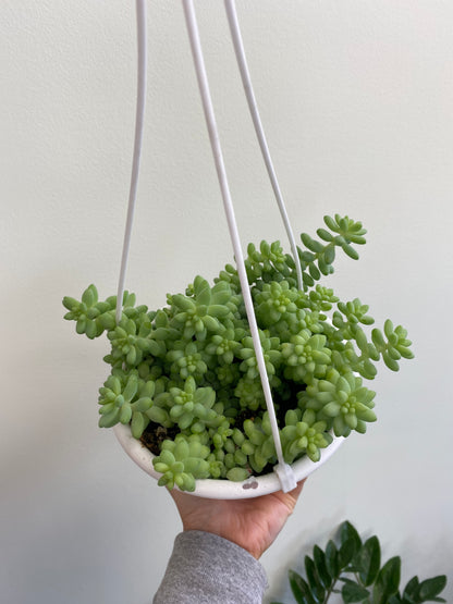 Sedum morganianum - Burro’s Tail