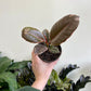 Ficus elastica ‘Ruby’ - Rubber Tree