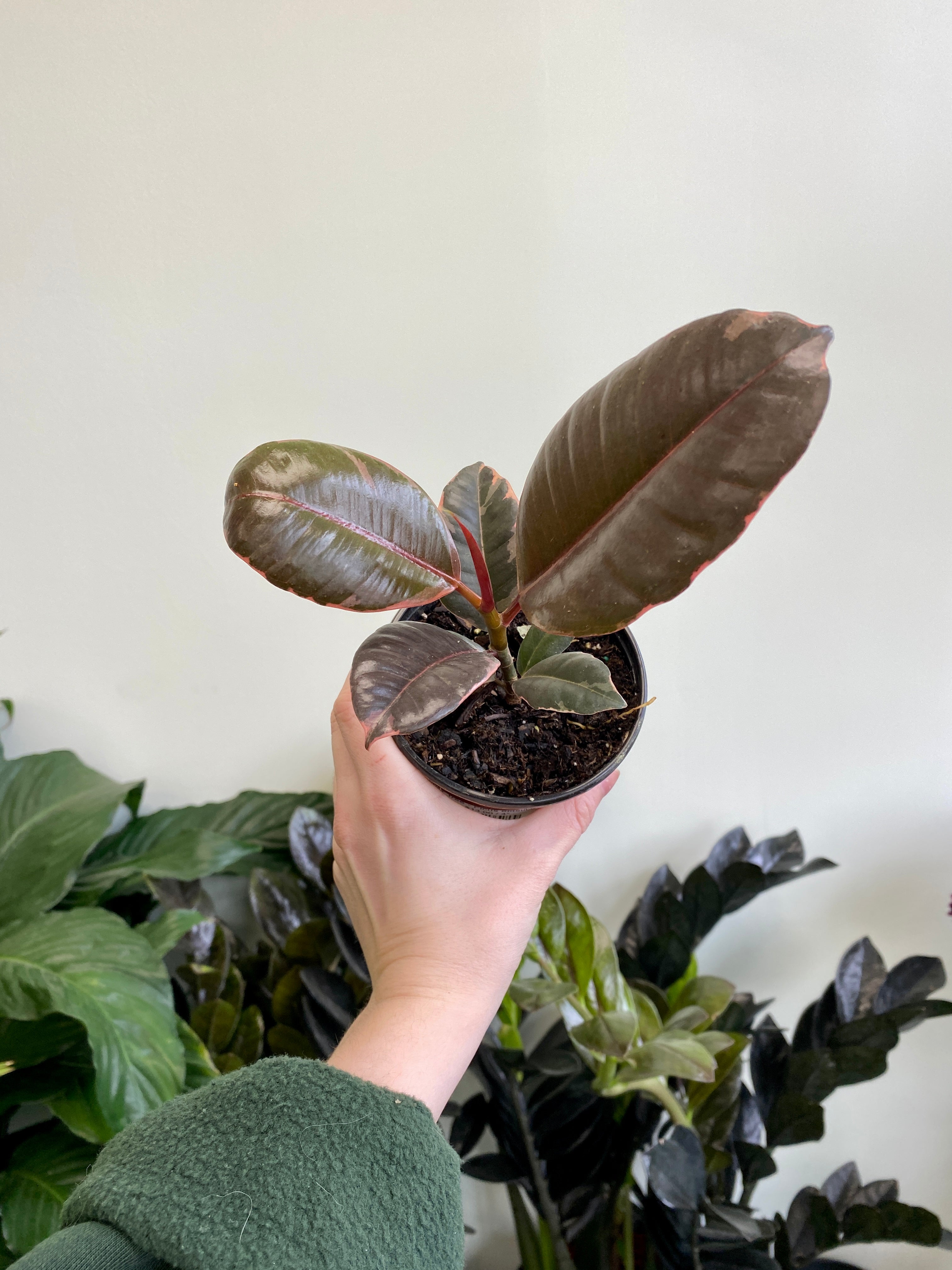Rubber Tree (Ficus Elastica), Shop Houseplants for Delivery