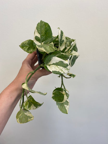 Epipremnum aureum - Pothos ‘Pearls & Jade’