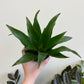 Dracaena ‘Green Jewel’